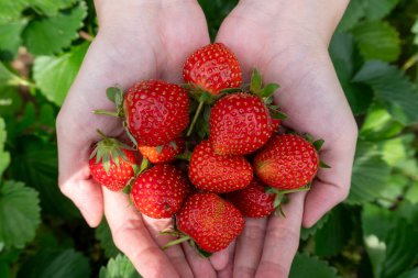 Taze toplanmış çilekleri tutan eller. Parlak, doğal ışık, olgun, kırmızı çilekleri avuçlayan ellerin yakın çekimini aydınlatır. Yeşil yapraklar canlı bir arkaplan sağlar. Merhaba..