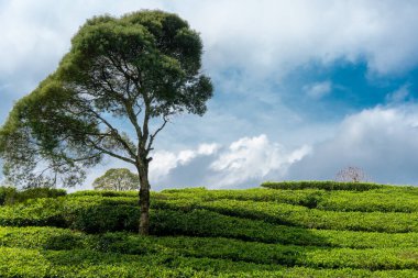 Rolling Green Tea Plantasyonu 'ndaki Yalnız Ağaç. Parlak, doğal ışık, canlı yeşil çay bitkilerinin dalgalanan tepelerinin tepesinde yalnız bir ağacı aydınlatır. Dramatik bulutlu gökyüzü.