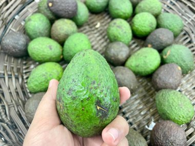 Bir el taze toplanmış yeşil avokadoyu nazikçe diğer olgun ve olgunlaşmamış avokadoların üzerinde dokuma sepetinde tutar..