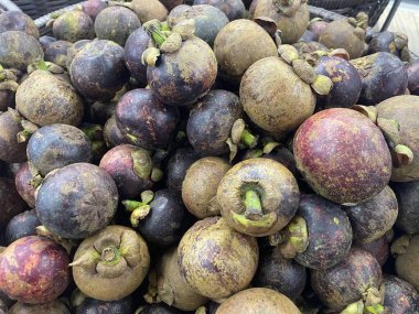 Pürüzsüz dokusunu ve yeşil Calyx 'i gösteren büyük, koyu mor bir mangosteen meyvesinin canlı yakın çekimi.