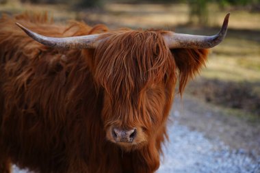 Genç çam ağaçları ve sıcak güneş ışığıyla çevrili sessiz bir ormanda sakince duran yalnız bir dağ ineği.
