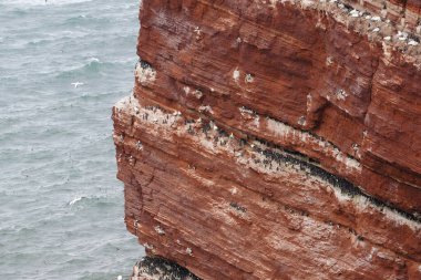 Helgoland 'ın kızıl kayalıklarında yuva yapan yoğun deniz kuşları kolonileri, deniz üzerindeki engebeli kumtaşlarıyla çelişen sümsük kuşları ve gulyabaniler.