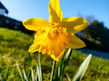 Baharda sarı nergis çiçeği