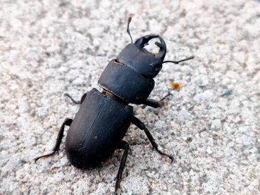 Küçük geyik böceği yaklaş.