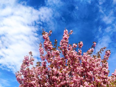 İlkbaharda mavi gökyüzüne karşı kiraz çiçekleri açar
