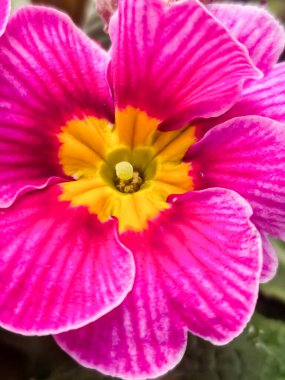 Güzel pembe ve sarı bir çiçeğe yaklaş.