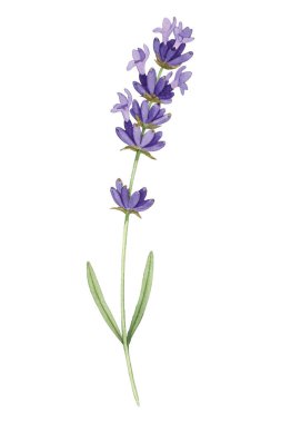 Canlı mor çiçekleri ve yemyeşil yeşilliğiyle taze lavanta buketinin zarif bir çizimi. Botanik tasarımlar, ev dekorasyonu, markalaşma veya davetiyeler için mükemmel..