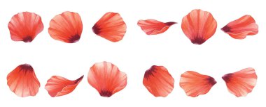 Güzel kırmızı laleler.