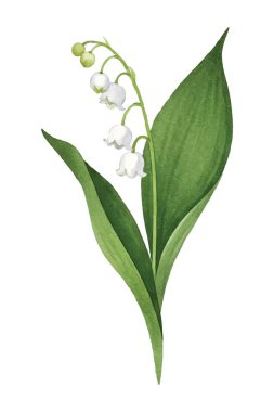 Beyaz taç yaprakları ve yeşil aksanlı narin kar damlası çiçekleri, baharın gelişini simgeliyor. Doğa temalı tasarımlar, botanik sanatı ve mevsimlik dekorlar için mükemmel..