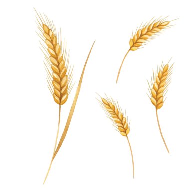 Altın buğday kulaklarının çizimi. Ayrıntılı ve doğal tasarım tarım temaları, gıda ambalajları, fırın etiketleri, hasat festivali dekorları, organik ürünler, posterler ve kırsal sanat eserleri için mükemmeldir..