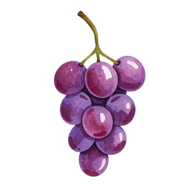 Şarap etiketleri, mutfak sanatı, menüler ya da organik ürün markaları için verimli yeşil yapraklı zengin mor üzümler. Taze, sulu ve doğal cazibeyle dolu..