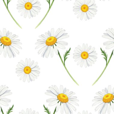 Papatyaları, papatyaları, papatyaları, papatyaları, papatyaları olan suluboya desenleri. Kumaş, duvar kağıdı ve tekstil baskısı için el boyası resimleme