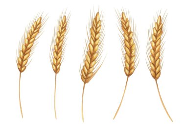 Altın buğday kulaklarının çizimi. Ayrıntılı ve doğal tasarım tarım temaları, gıda ambalajları, fırın etiketleri, hasat festivali dekorları, organik ürünler, posterler ve kırsal sanat eserleri için mükemmeldir..