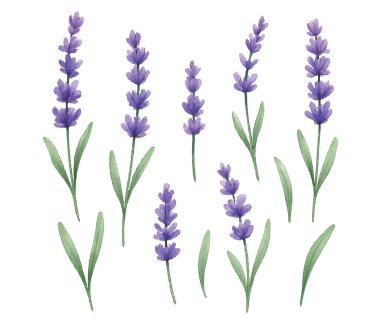 Canlı mor çiçekleri ve yemyeşil yeşilliğiyle taze lavanta buketinin zarif bir çizimi. Botanik tasarımlar, ev dekorasyonu, markalaşma veya davetiyeler için mükemmel..