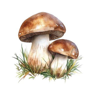 Mantar ve mantar suluboya