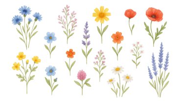 Suluboya çiçek seti, vektör