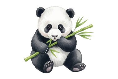 Tatlı pandaların oturup bambu yediğinin çok güzel bir örneği. Çocuk kitapları, çocuk dekorasyonu, tebrik kartları ya da hayvan temalı tasarımlar için mükemmel. Yüksek kalite, elle boyanmış..