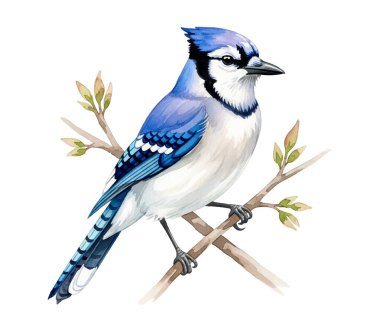 Bir dalın üzerine konmuş mavi bir karga güzel çizimi. Canlı mavi tüyleri olan zarif doğa eserleri, baskılar, dekorlar, vahşi yaşam temaları ve tasarım projeleri için mükemmel..