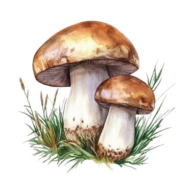 Mantarın suluboya el çizimi. Beyaz arkaplanda mantarlar.