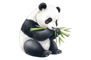Tatlı pandaların oturup bambu yediğinin çok güzel bir örneği. Çocuk kitapları, çocuk dekorasyonu, tebrik kartları ya da hayvan temalı tasarımlar için mükemmel. Yüksek kalite, elle boyanmış..