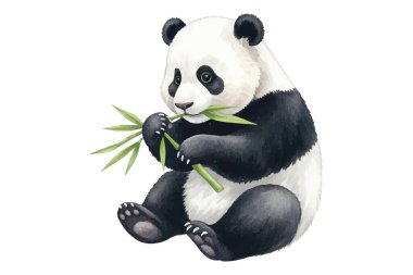 Tatlı pandaların oturup bambu yediğinin çok güzel bir örneği. Çocuk kitapları, çocuk dekorasyonu, tebrik kartları ya da hayvan temalı tasarımlar için mükemmel. Yüksek kalite, elle boyanmış..