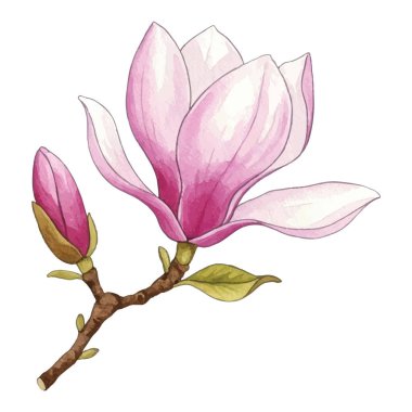 Narin dallarda büyüleyici manolya çiçekleri. Yumuşak pembe taç yaprakları zarafet ve cazibe yayar. Çiçek tasarımları, baskılar ve ev dekorasyonu için mükemmeldir. Güzelliklerle dolu zarif bir botanik çizimi.