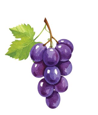 Şarap etiketleri, mutfak sanatı, menüler ya da organik ürün markaları için verimli yeşil yapraklı zengin mor üzümler. Taze, sulu ve doğal cazibeyle dolu..