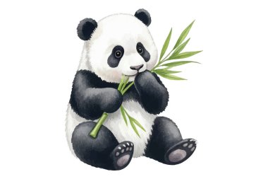 Tatlı pandaların oturup bambu yediğinin çok güzel bir örneği. Çocuk kitapları, çocuk dekorasyonu, tebrik kartları ya da hayvan temalı tasarımlar için mükemmel. Yüksek kalite, elle boyanmış..