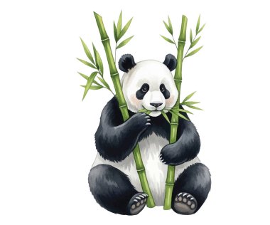 Tatlı pandaların oturup bambu yediğinin çok güzel bir örneği. Çocuk kitapları, çocuk dekorasyonu, tebrik kartları ya da hayvan temalı tasarımlar için mükemmel. Yüksek kalite, elle boyanmış..