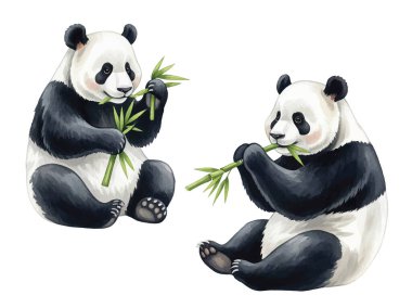 Tatlı pandaların oturup bambu yediğinin çok güzel bir örneği. Çocuk kitapları, çocuk dekorasyonu, tebrik kartları ya da hayvan temalı tasarımlar için mükemmel. Yüksek kalite, elle boyanmış..