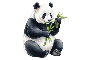 Tatlı pandaların oturup bambu yediğinin çok güzel bir örneği. Çocuk kitapları, çocuk dekorasyonu, tebrik kartları ya da hayvan temalı tasarımlar için mükemmel. Yüksek kalite, elle boyanmış..