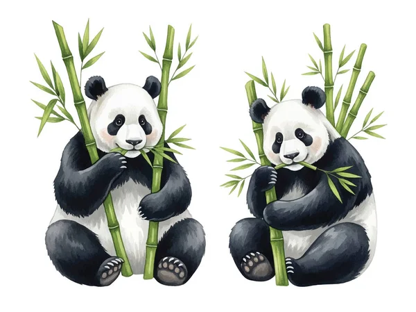 Tatlı pandaların oturup bambu yediğinin çok güzel bir örneği. Çocuk kitapları, çocuk dekorasyonu, tebrik kartları ya da hayvan temalı tasarımlar için mükemmel. Yüksek kalite, elle boyanmış..