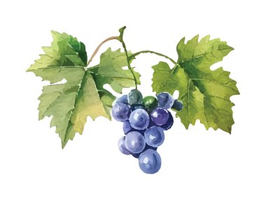 Yapraklı ve üzümlü suluboya üzüm. el boyaması illüstrasyon