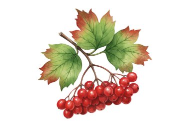 Beyaz arkaplanda kırmızı frenk üzümü var..