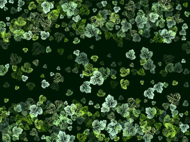 Akçaağaç güz yaprakları, beyaz arka planda izole. Yeşil yapraklardan oluşan dalgalar kümesi