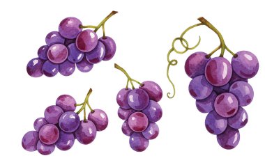Şarap etiketleri, mutfak sanatı, menüler ya da organik ürün markaları için verimli yeşil yapraklı zengin mor üzümler. Taze, sulu ve doğal cazibeyle dolu..