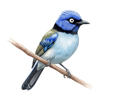 Dallı mavi alakarga kuşu. El çizimi suluboya çizimi