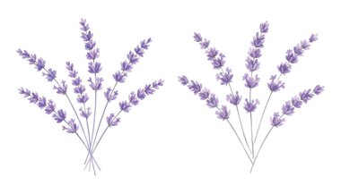 Lavanta çiçekleri, lavanta çiçekleri. Vektör çizimi. Düz stil. beyaz arkaplanda izole.