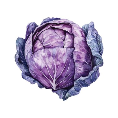 Suluboya el - menekşe rengi lahana.