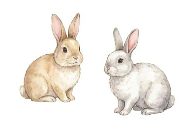 Suluboya çizimi. Sevimli tavşan ve tavşan izole edilmiş. Tavşan. tavşan.