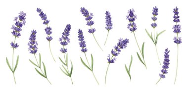 Lavanta çiçekleri seti, el çizimi illüstrasyon