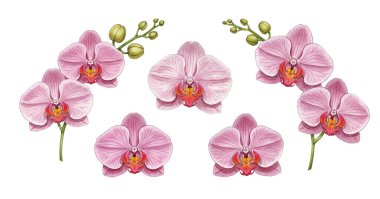 Pembe orkide çiçekleri izole edilmiş.