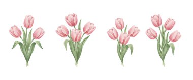 Laleler ayarlandı. Beyaz arkaplanda izole edilmiş suluboya el çizimi.