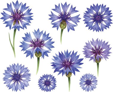 Çeşitli mavi çiçek ve tomurcukların güzel çizimi, her tasarım projesine zarafet ve doğa katmak için mükemmeldir. Davetiyeler, tebrik kartları ve ev dekorasyonu için ideal.