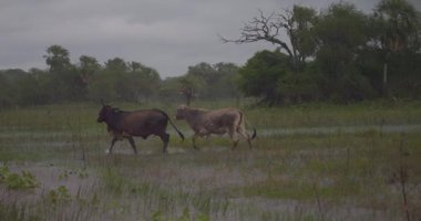 Bir off-road aracı toprak bir yolda ilerliyor, açık kırsal alanda hareket ederken toz ve ışık püskürtüyor. Macera seyahati, motor sporu, engebeli arazi ve off-road kampanyaları için enerjik açık hava sürüş görüntüleri.