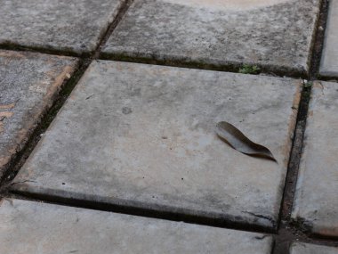 Asfalt zeminde tek bir kuru yaprak dinleniyor. İnşa edilmiş ortamlarda güz, durgunluk, kentsel doğa, basitlik ve doğal elementleri temsil eden minimalist kompozisyon.