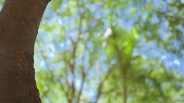 Ön planda ağaç gövdesi ve arka planda bulanık yeşil yapraklar. Statik doğal çekim çevre ve refah temaları için sakin bir atmosfer yaratır.