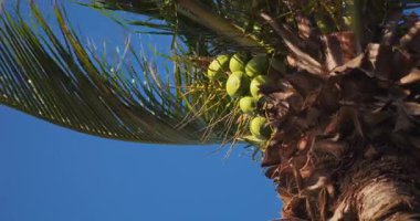 Yeşil hindistan cevizi ve ılık turuncu günbatımı gökyüzü, yaz tatili ve cennet konsepti olan tropik palmiye ağaçları..