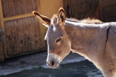Bir katıra yakın çekim, Pistoia Hayvanat Bahçesi, Toskana, İtalya, Avrupa