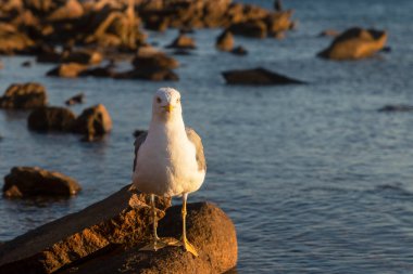Gün batımında kayalıklarda martı, Caprera Adası, La Maddalena Takımadası, Sassari, Sardunya, İtalya, Avrupa